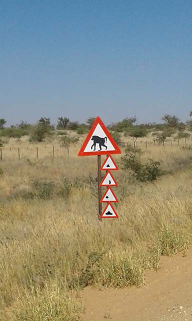 Baboon Crossing